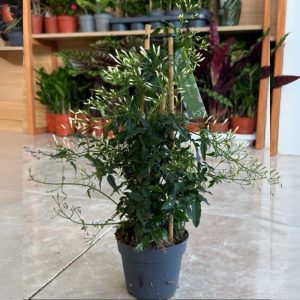 Jasmine “Jasminum polyanthum”-
Creeper plant