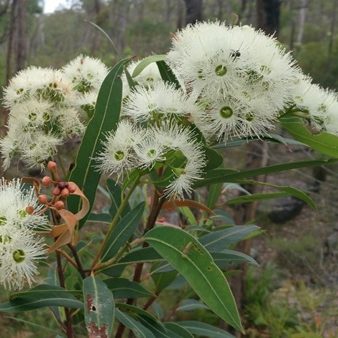 Eucalyptus curtisii – Plunkett Mallee seed x 10 grams (bulk) - Image 2