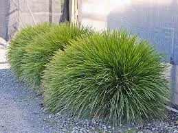Lomandra ‘Little Lime’ Mat Rush