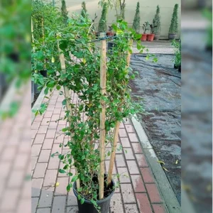 EHRETIA MICROPHYLLA 4 STICKS