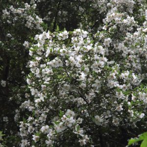Eucryphia x nymansensis ‘Nymansay’