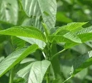 Ewedu