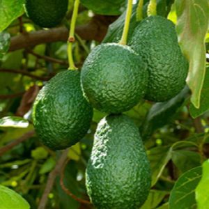 Avocado Hass