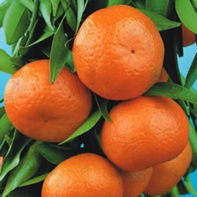 Mandarin – Emperor