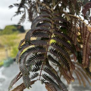 Albizia julibrissin – Chocolate Fountain (Weeping Albizia)