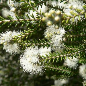 Melaleuca lateriflora – Oblong Leaf Honey Myrtle seeds X 200