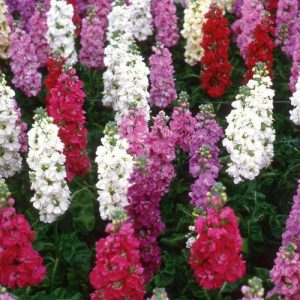 Matthiola incana cv – Stock Giant Column Mix seeds x 30