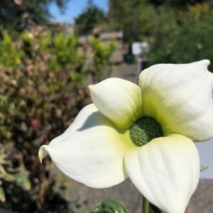 Cornus nuttallii – Pacific Dogwood