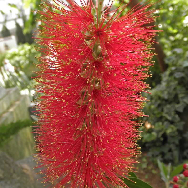Callistemon phoeniceus – Fiery Bottlebrush Seed approx x250 - Image 3