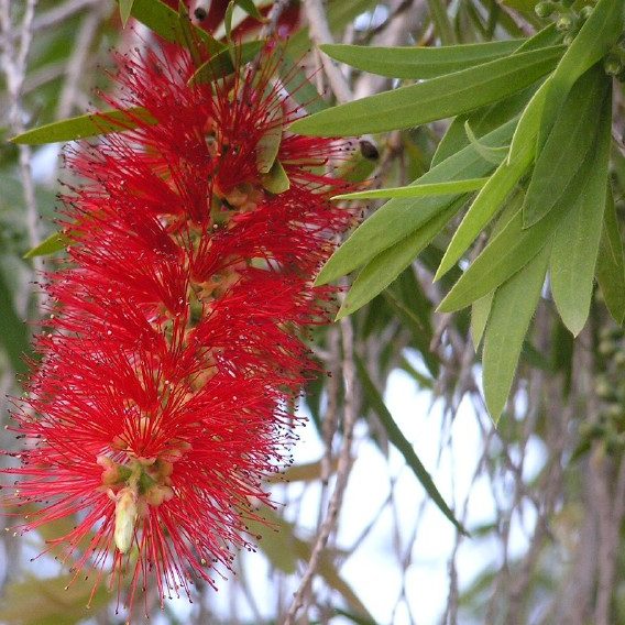 Callistemon phoeniceus – Fiery Bottlebrush Seed approx x250 - Image 4
