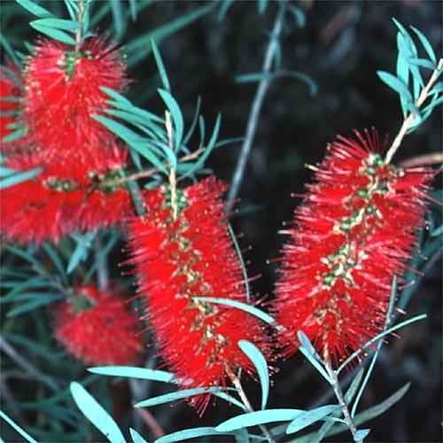 Callistemon phoeniceus – Fiery Bottlebrush Seed approx x250