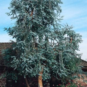 Eucalyptus polyanthemos – Red Box or Silver Dollar Gum seed x 5 gram -1650 seeds (bulk)