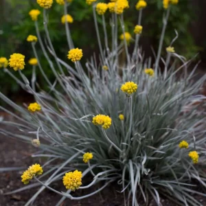 Conostylis candicans ‘Silversunrise’ Cotton Heads