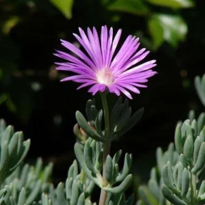 Mesembryanthemum Mauve ‘Pig Face’