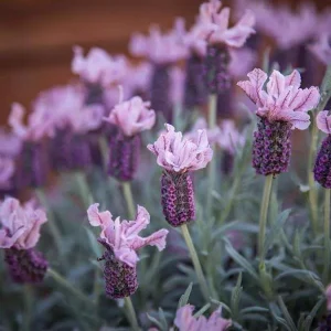 Lavandula ‘Ghostly Princess’