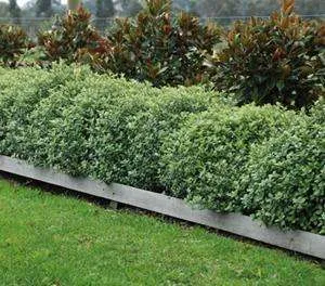 Pittosporum tenuifolium ‘Golf Ball’