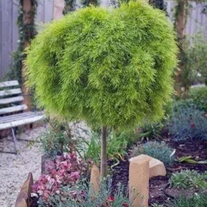 Acacia cognata ‘Limelight’ (Standard)