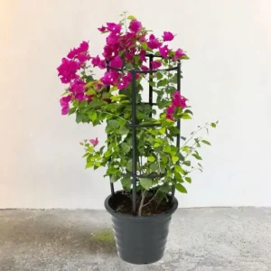 Bougainvillea Spectabilis Dark Pink – 
4 stick-100cm