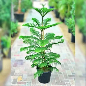 Araucaria Heterophylla
Christmas Tree