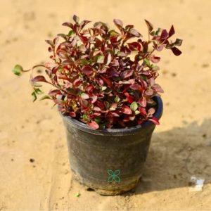 Alternanthera Red
(Ground cover plants)